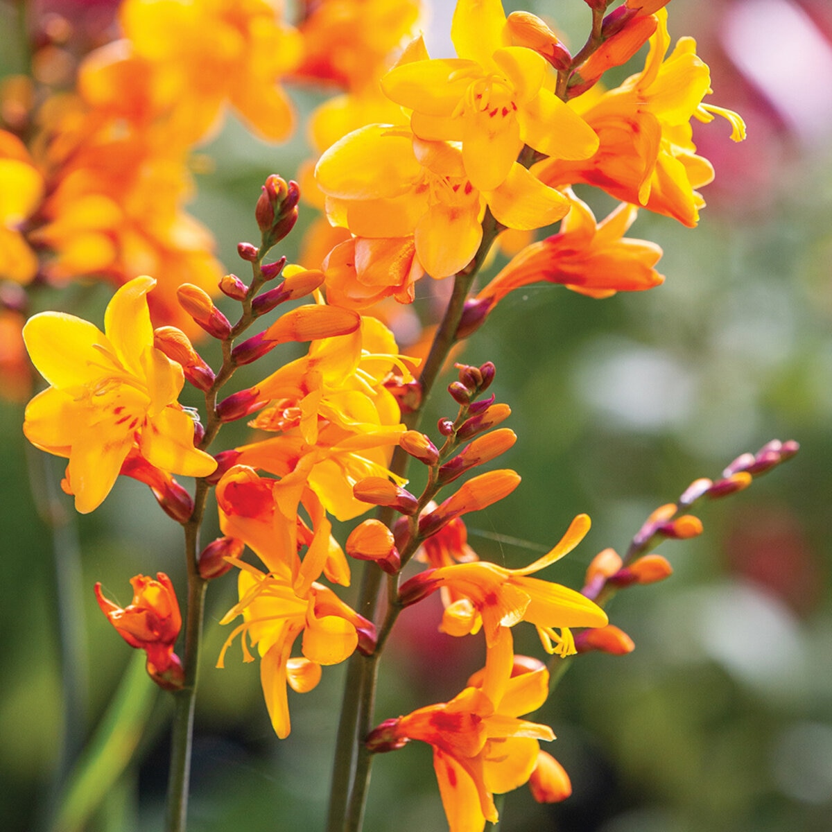 Crocosmia X Crocosmiiflora Columbus Montbretia | SiteOne US