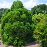 Cryptomeria Japonica Chapel View Japanese Cedar