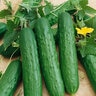 Cucumis Sativus Cucumber