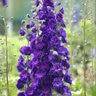 Delphinium X Elatum New Millennium Pagan Purples Candle Larkspur