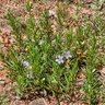 Dyschoriste Linearis Snake Herb