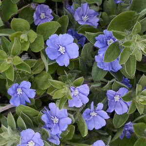 Evolvulus Glomeratus Beach Bum Blue Dwarf Morning Glory