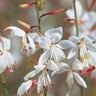 Gaura Lindheimeri Stratosphere White Gaura