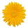 Gerbera Garvinea Sweet Honey African Daisy