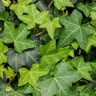 Hedera Helix Proven Accents Patricia English Ivy