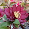 Helleborus X Winter Jewels Red Sapphire Lenten Rose