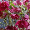 Helleborus X Winter Jewels Red Sapphire Lenten Rose