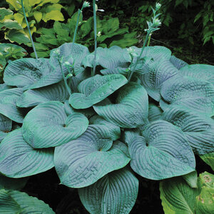 Hosta Humpback Whale Plantain Lily