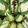Hosta Raspberry Sundae Plantain Lily