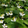 Houttuynia Cordata Chameleon Heart-Leaved
