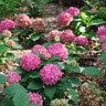 Hydrangea Macrophylla Let's Dance ¡Arriba! Big Leaf Hydrangea