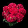 Hydrangea Macrophylla Tea Time Hot Red Big Leaf Hydrangea