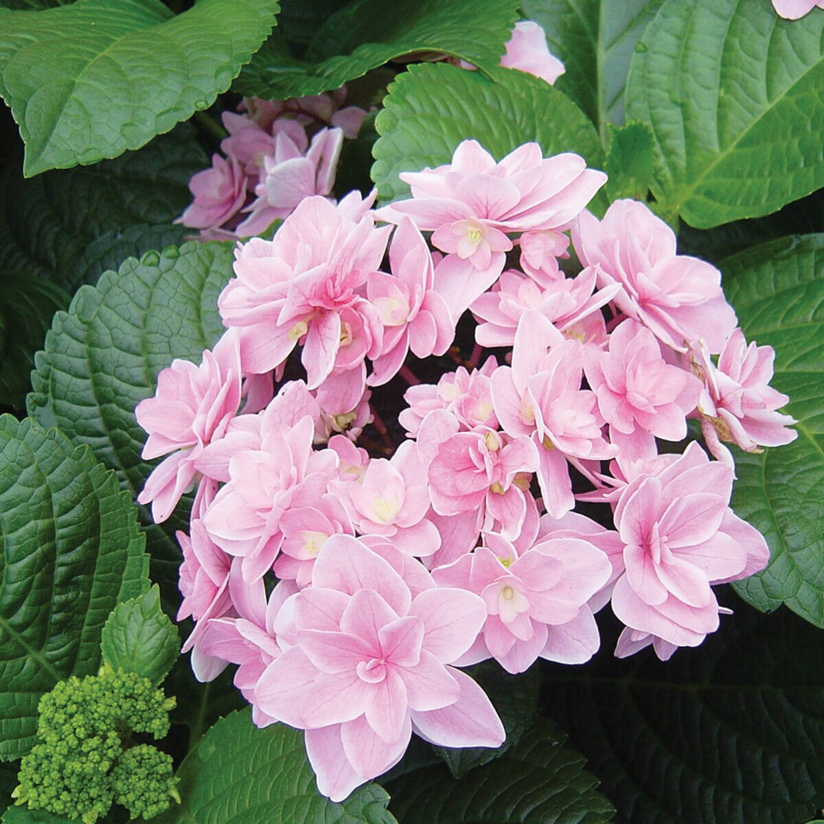 Hydrangea Macrophylla Tinkerbell Rosy Splendor Lacecap Hydrangea ...
