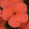 Impatiens Walleriana Salmon Impatiens