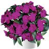Impatiens X Hybrida Harmony Dark Violet New Guinea Impatiens