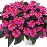 Impatiens X Hybrida Harmony Fuchsia Cream New Guinea Impatiens