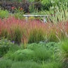 Imperata Cylindrica Japanese Blood Grass