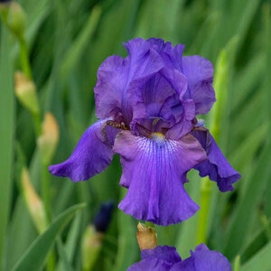 Iris germanica His Royal Highness Bearded Iris 1 gal. Container