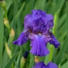 Iris Germanica His Royal Highness Bearded Iris