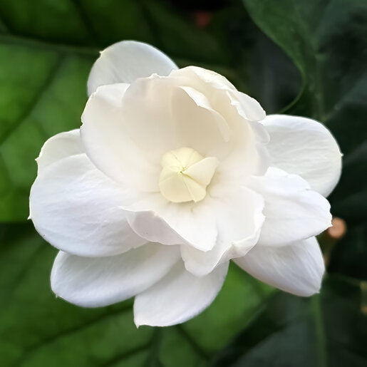 Jasminum Sambac Grand Duke Arabian Jasmine | SiteOne US