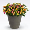 Lantana X MixMasters Lucky Charm Lantana Trio Combination
