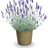 Lavandula X Chaytoriae Silver Sands Lavender