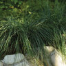 Lomandra Confertifolia spp. Rubiginosa Seascape Mat Rush