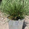 Lomandra Confertifolia Finescape Mat Rush