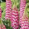 Lupinus Polyphyllus Westcountry Rachel de Thame Lupine