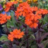 Lychnis X Arkwrightii Orange Gnome Catchfly