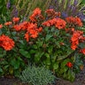 Lychnis X Arkwrightii Orange Gnome Catchfly