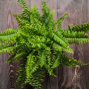Nephrolepis Exaltata Bostoniensis Boston Fern