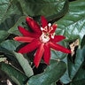 Passiflora Vitifolia Crimson Passion Flower