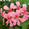 Pelargonium Balcon Pink Ivy Geranium