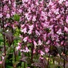 Penstemon Digitalis Dakota Verde Foxglove Beardtongue