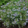 Pulmonaria X Twinkle Toes Lungwort