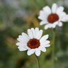 Rhodanthemum X Casablanca Moroccan Daisy