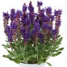 Salvia Nemorosa Dark Matter Sage