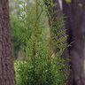 Thuja Plicata Sugar and Spice Western Red Cedar