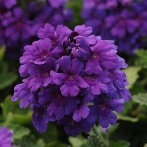 Verbena X EnduraScape Dark Purple Vervain