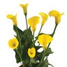 Zantedeschia Aethiopica Gold Rush Yellow Calla Lily