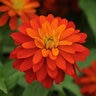 Zinnia Marylandica Zahara Double Fire Zinnia