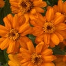 Zinnia X Hybrida Profusion Orange Zinnia