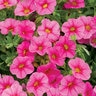 Calibrachoa X Superbells Pink Mini Petunia