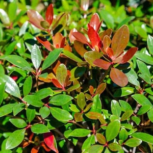 Ternstroemia Gymnanthera Montague Cleyera