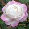 Rosa X Best Kept Secret Hybrid Tea Rose