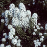 Iberis Amara Iceberg Superior Candytuft