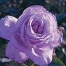 Rosa X Blue Girl Hybrid Tea Rose