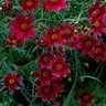 Coreopsis Verticillata Cruizin Main Street Tickseed