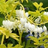 Dicentra Spectabilis White Gold Bleeding Heart